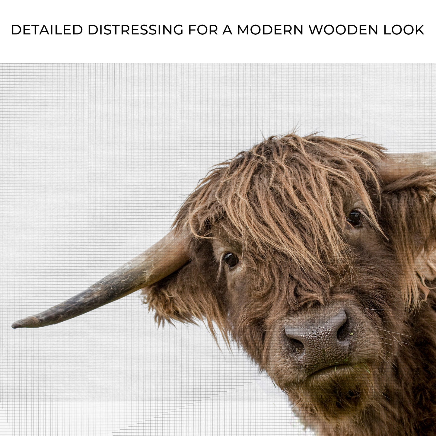 Curious Highland Cow Canvas Wall Art Zoom - Image by Tailored Canvases