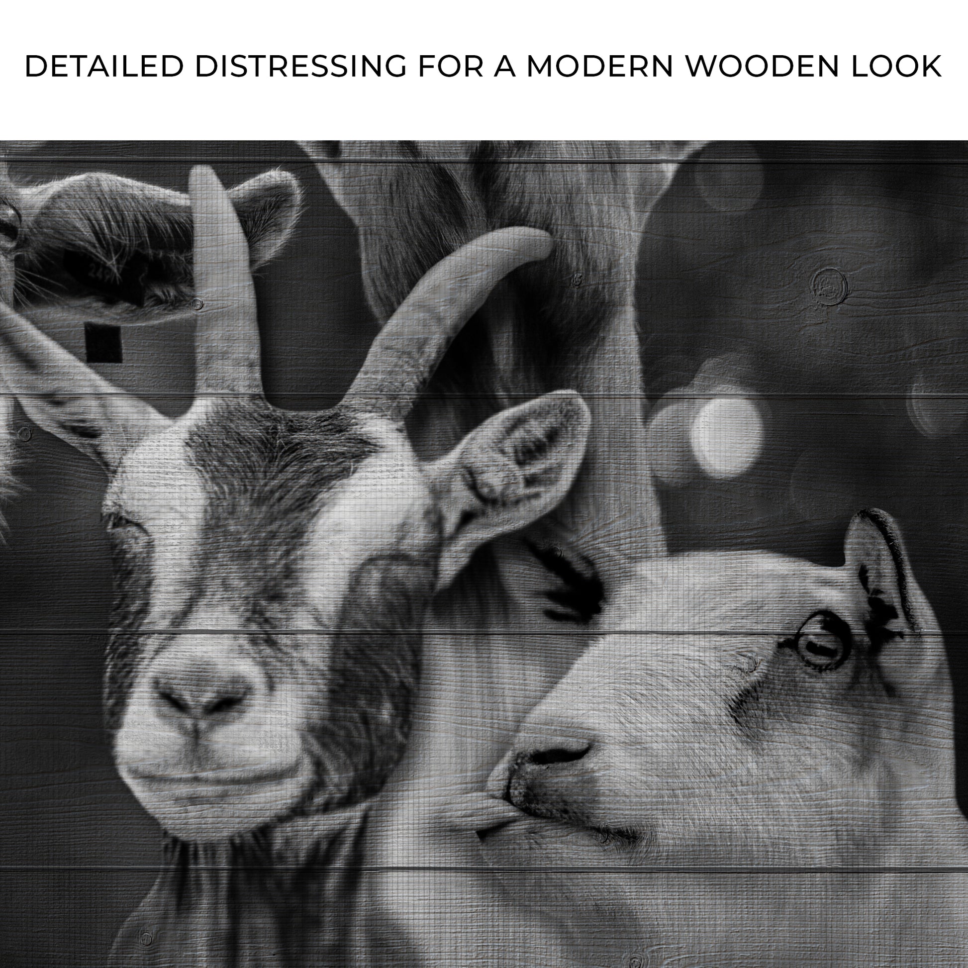 Cheerful Goats Canvas Wall Art Zoom - Image by Tailored Canvases