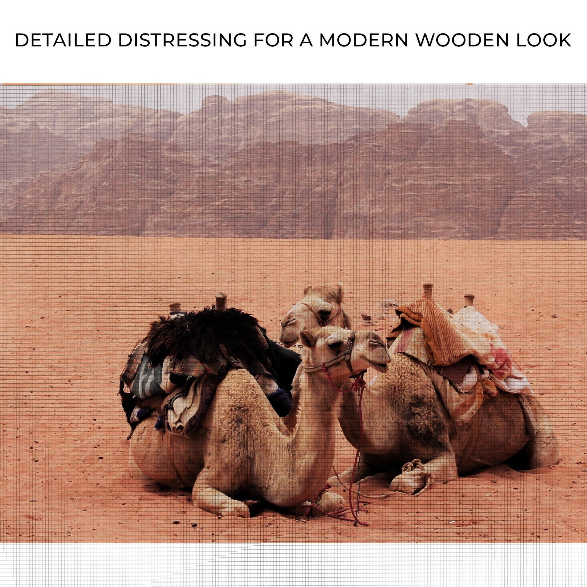 Camels In Wadi Rum Desert Canvas Wall Art Zoom - Image by Tailored Canvases