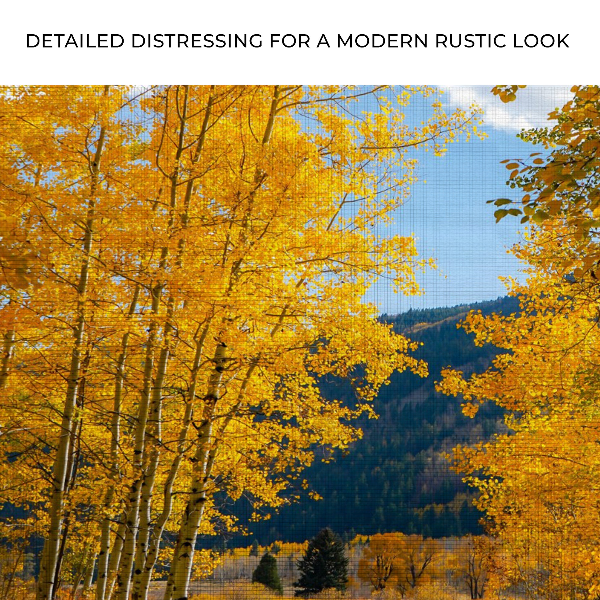 Colorado Aspen Forest Canvas Wall Art Zoom - Image by Tailored Canvases