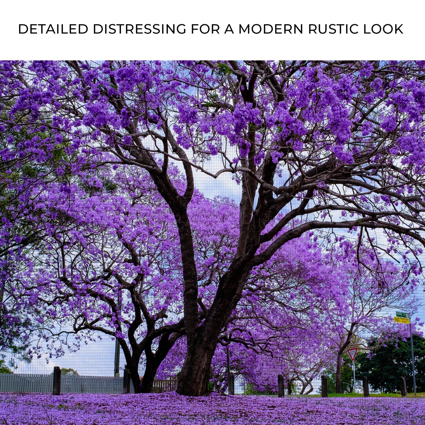 Jacaranda Trees Canvas Wall Art Zoom - Image by Tailored Canvases