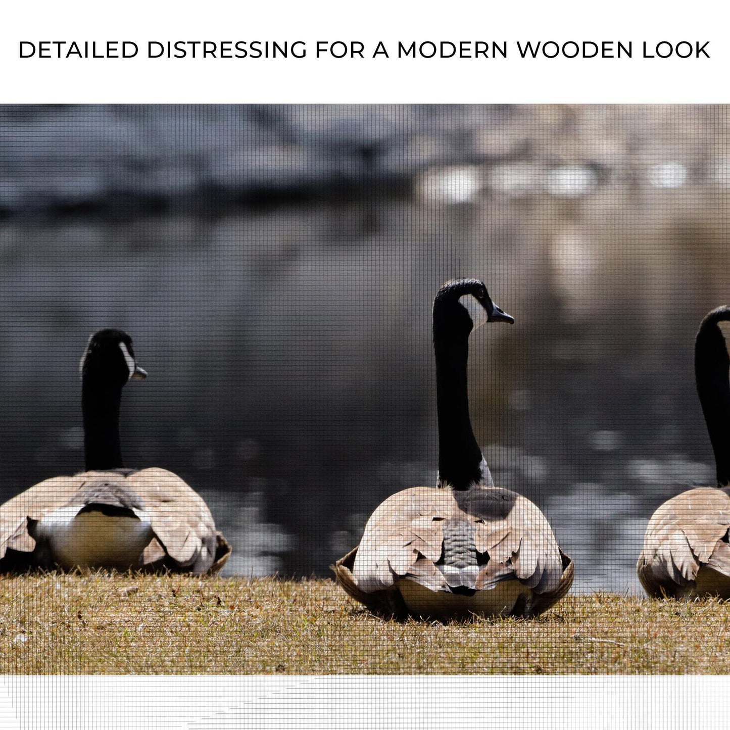 Resting Canadian Geese Canvas Wall Art Zoom - Image by Tailored Canvases