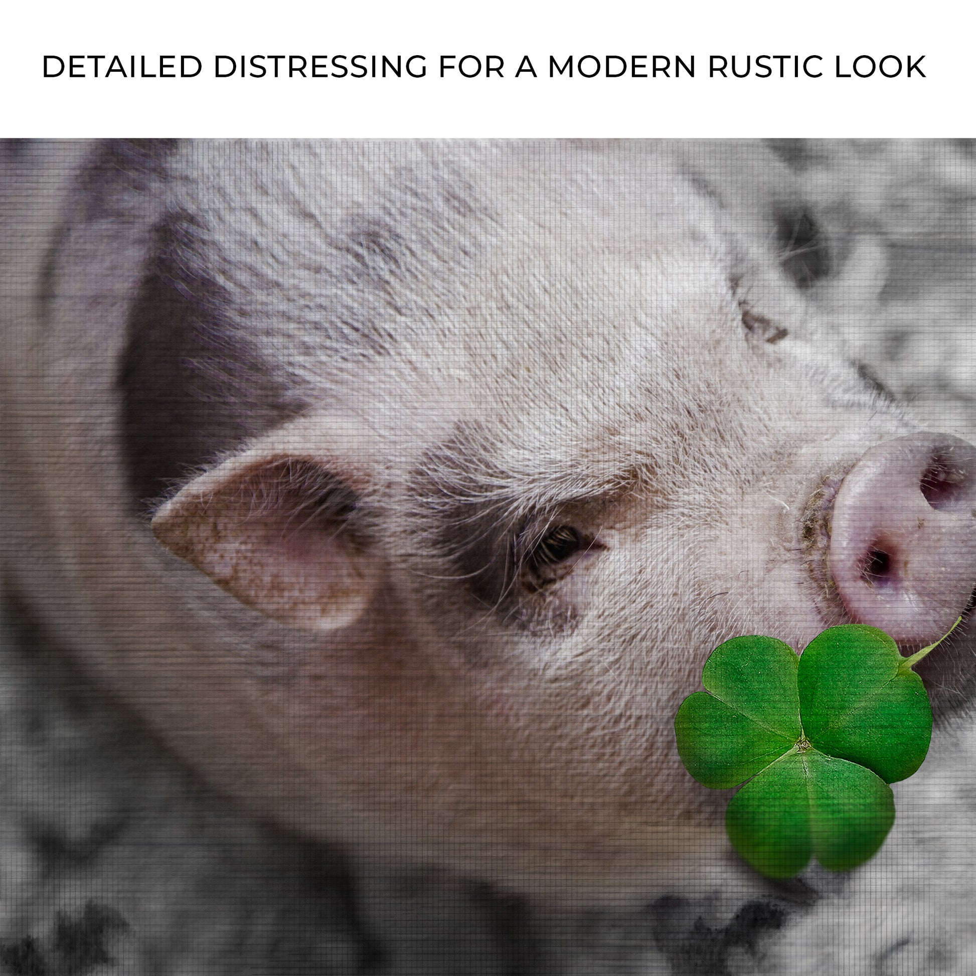 Pig With Shamrock Canvas Wall Art Zoom - Image by Tailored Canvases