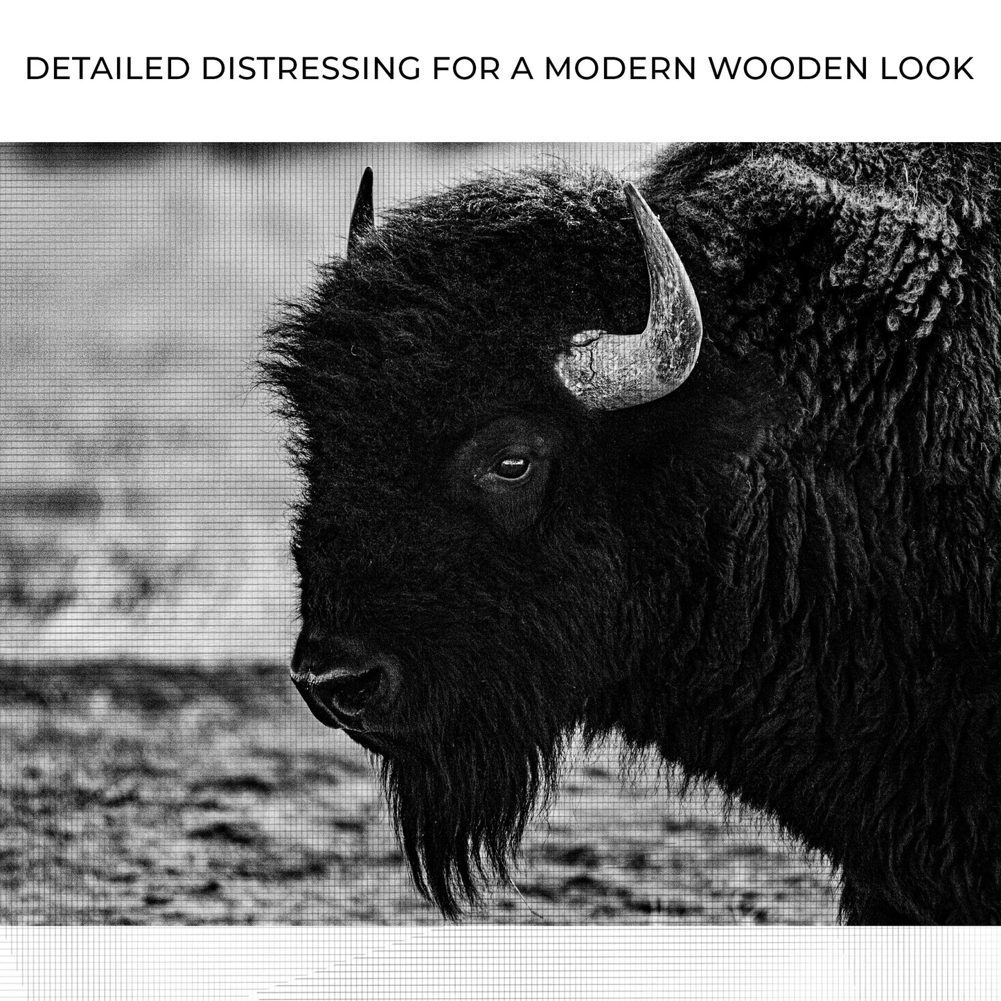 Black and White Bison Canvas Wall Art Zoom - Image by Tailored Canvases