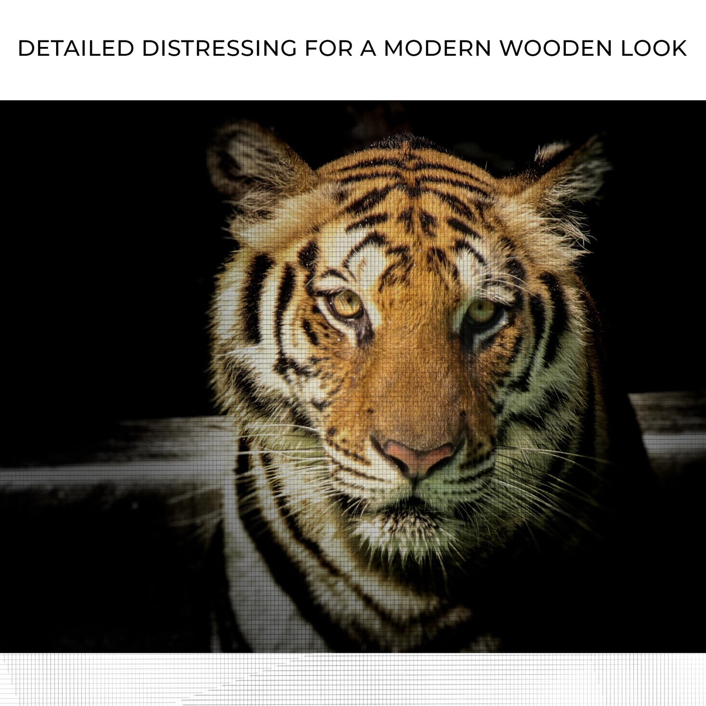 Lurking Tiger In The Dark Canvas Wall Art Zoom - Image by Tailored Canvases
