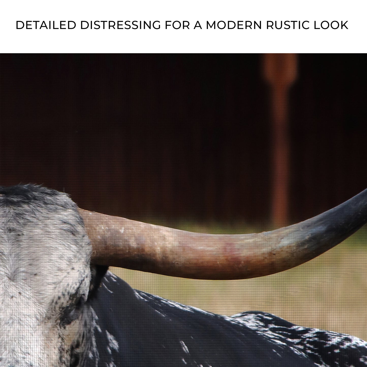 Focused Longhorn Cattle Canvas Wall Art Zoom - Image by Tailored Canvases