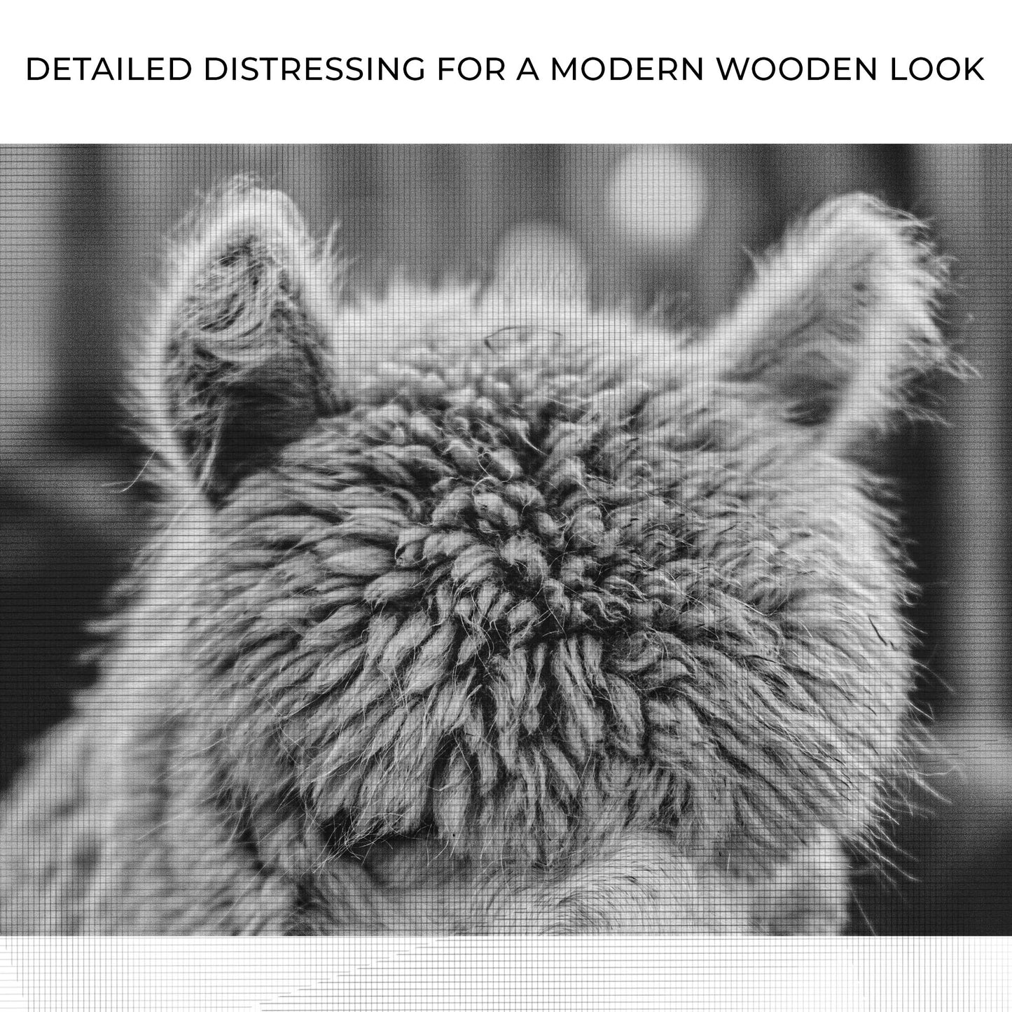Monochrome Alpaca Up Close Portrait Canvas Wall Art Zoom - Image by Tailored Canvases