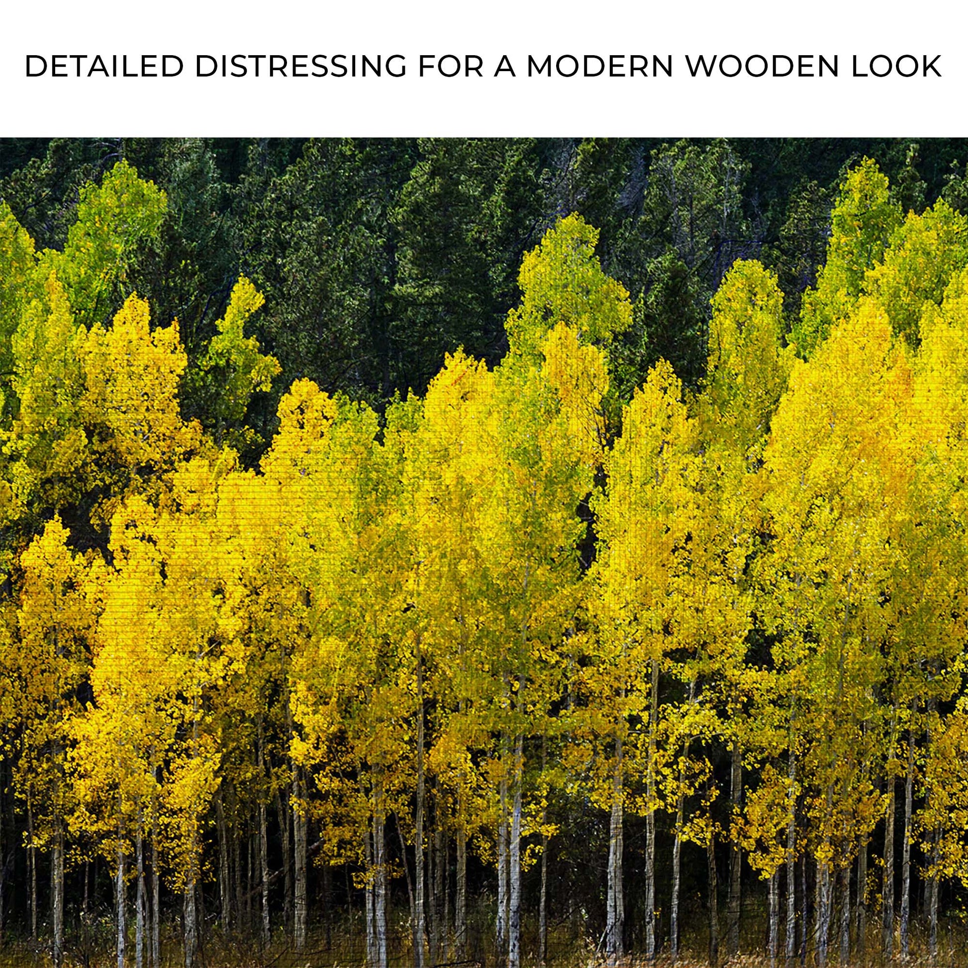 Colorado Aspen Grove Canvas Wall Art Zoom - Image by Tailored Canvases