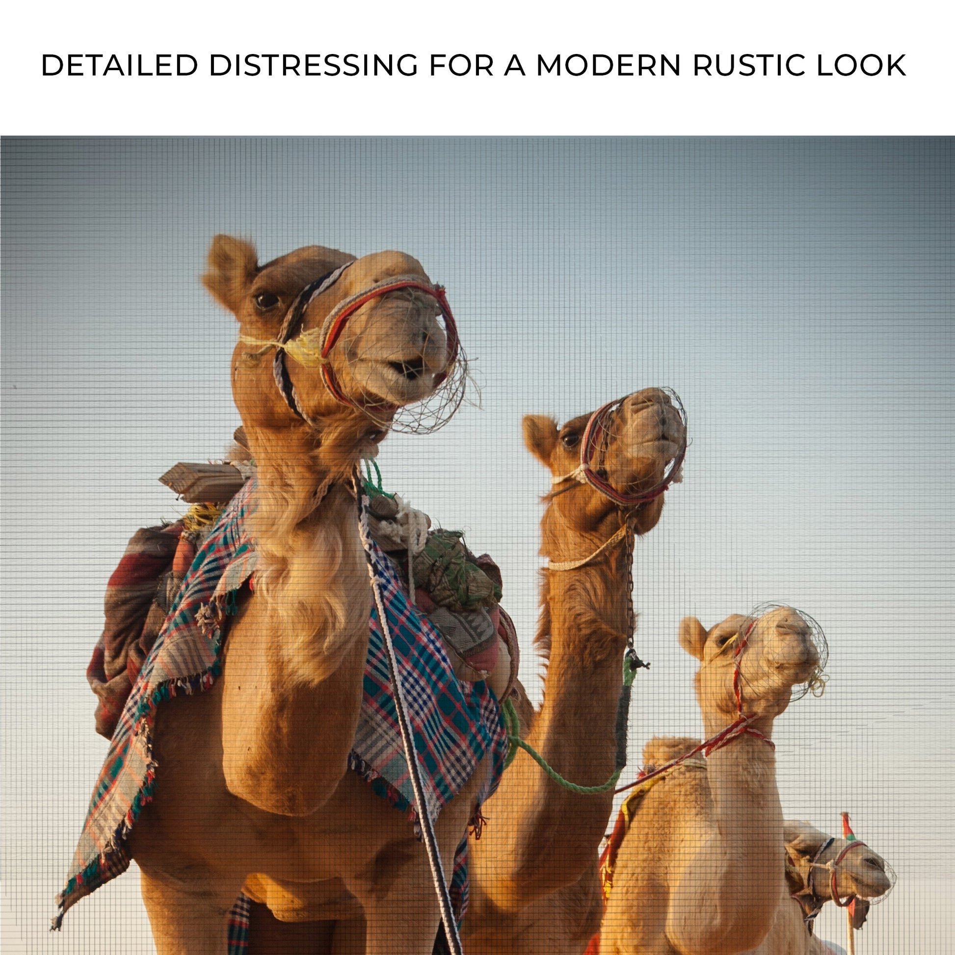 Desert Camels Up Head To Journey Portrait Canvas Wall Art Zoom - Image by Tailored Canvases
