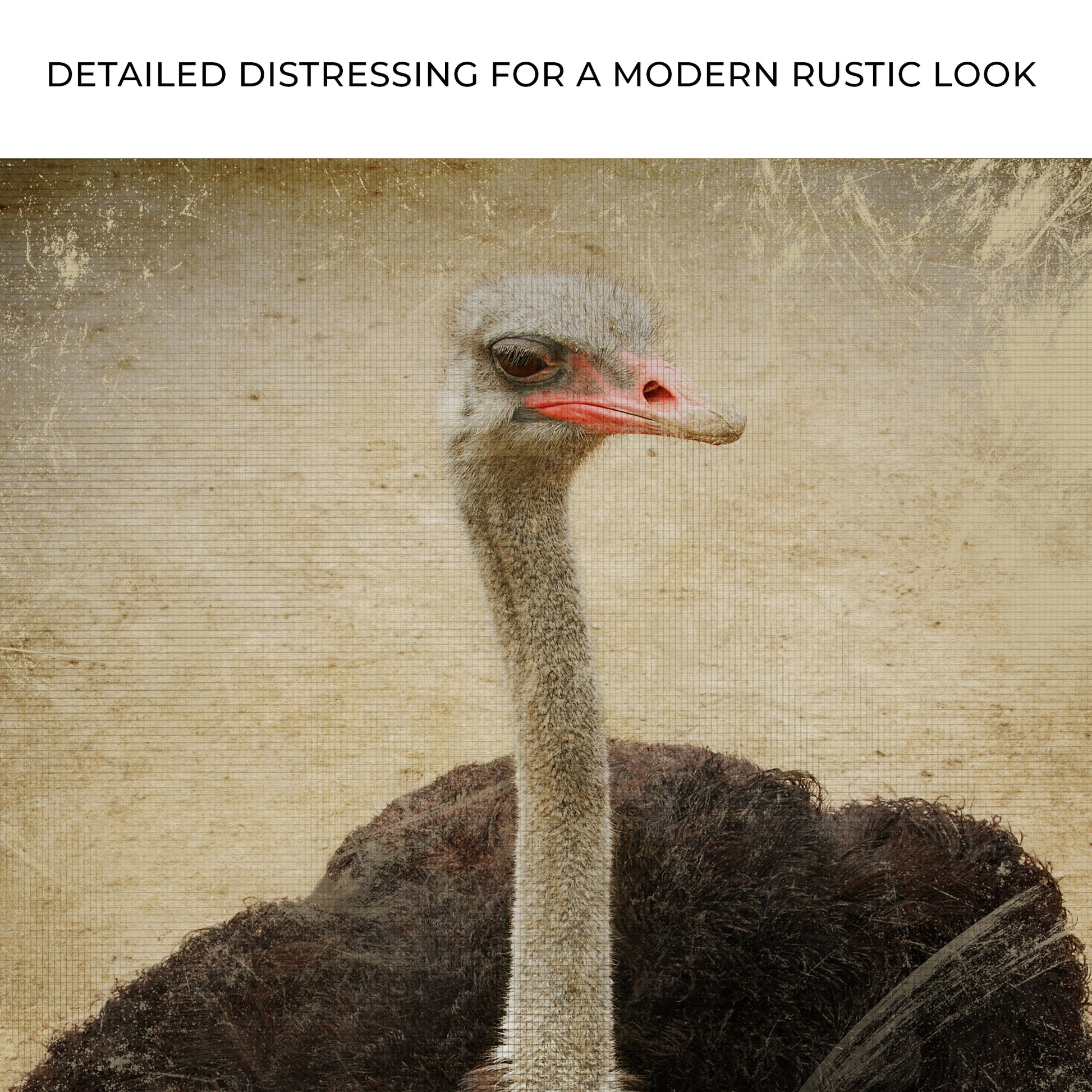 Vintage Ostrich Portrait Canvas Wall Art Zoom - Image by Tailored Canvases