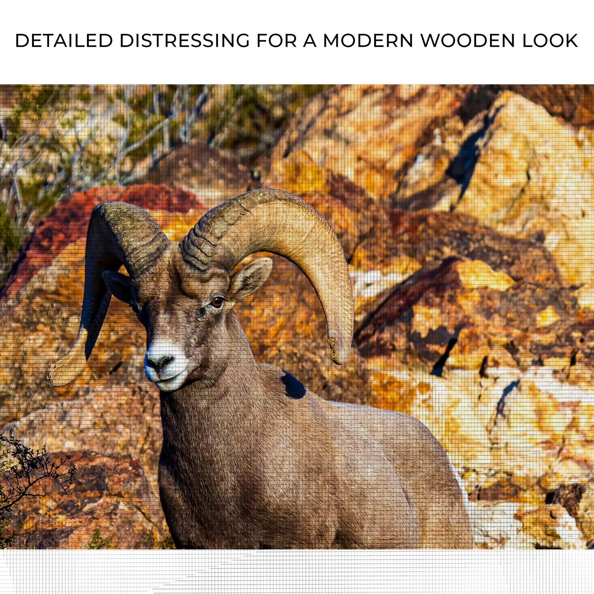 Rocky Mountain Big Horned Sheep Canvas Wall Art Zoom - Image by Tailored Canvases
