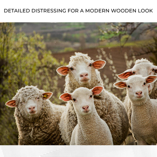 Curious Sheep Canvas Wall Art Zoom - Image by Tailored Canvases