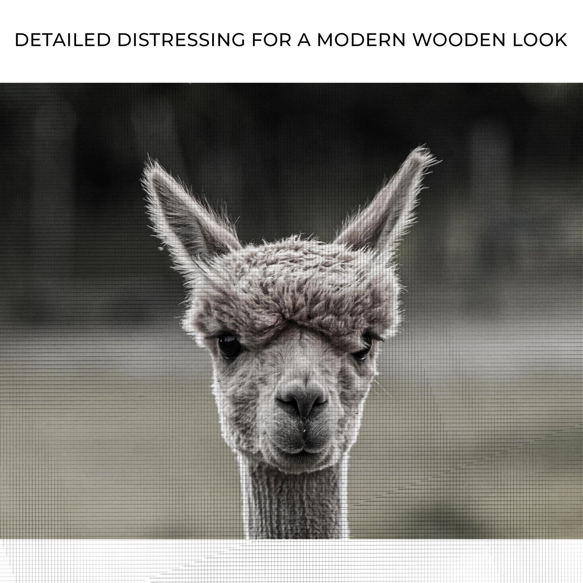 Monochrome Curious Llama Portrait Canvas Wall Art Zoom - Image by Tailored Canvases