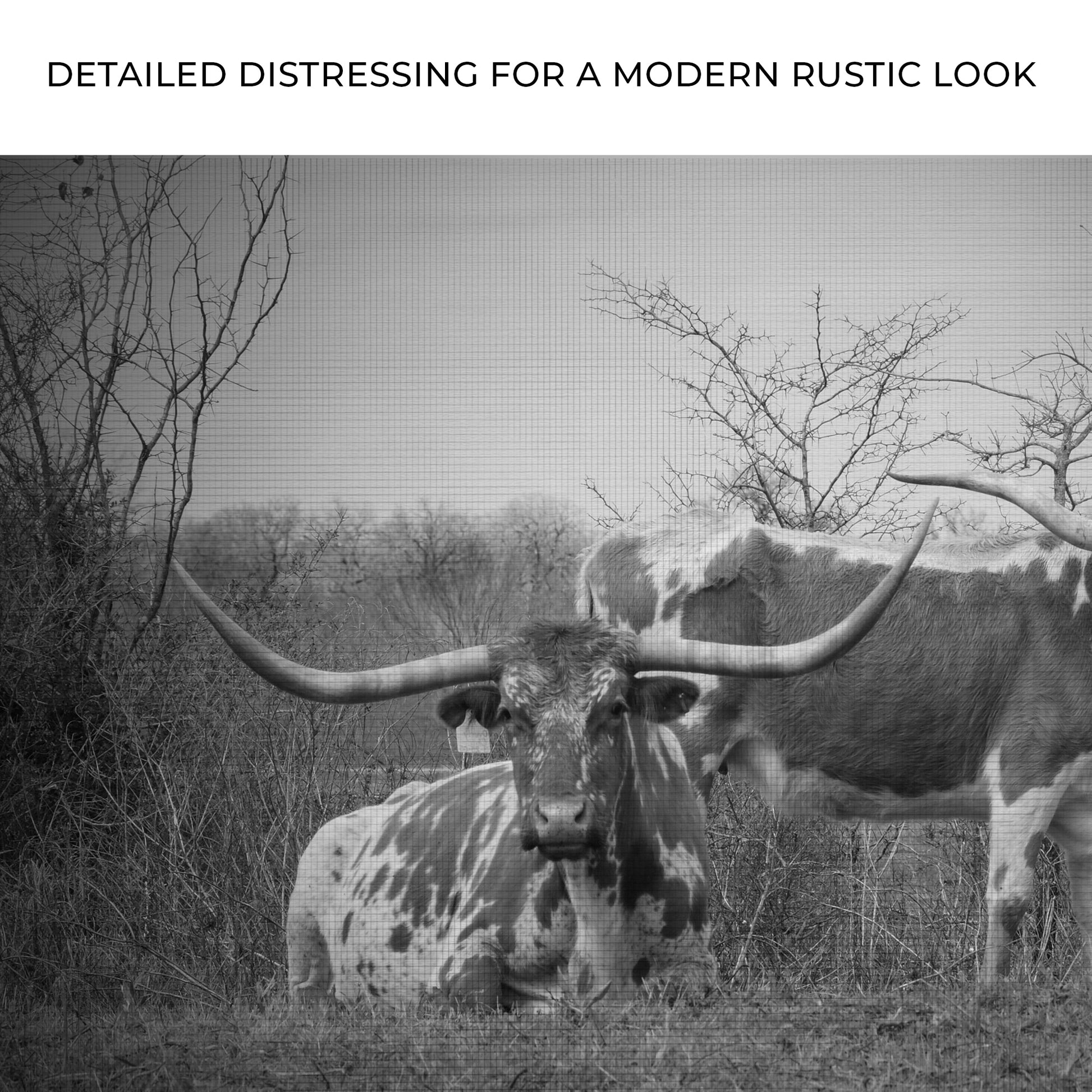 Monochrome Texas Longhorn Cattle Canvas Wall Art Zoom - Image by Tailored Canvases