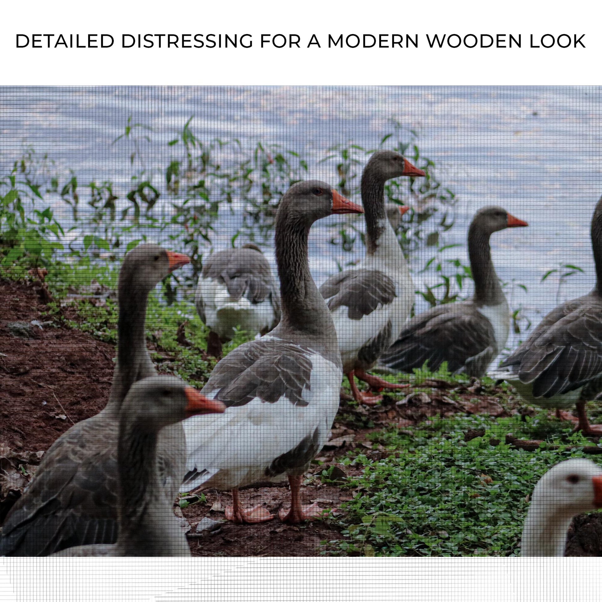 Flock Of Domestic Geese Canvas Wall Art Zoom - Image by Tailored Canvases