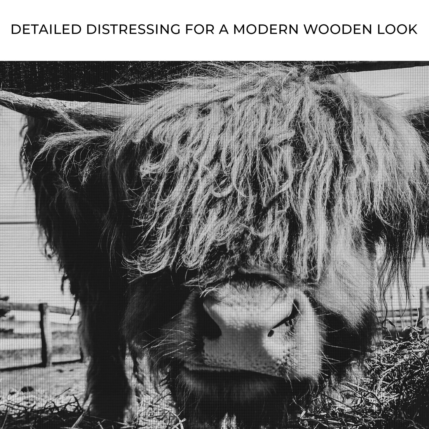 Curious Highland Cattle Monochrome Canvas Wall Art Zoom - Image by Tailored Canvases