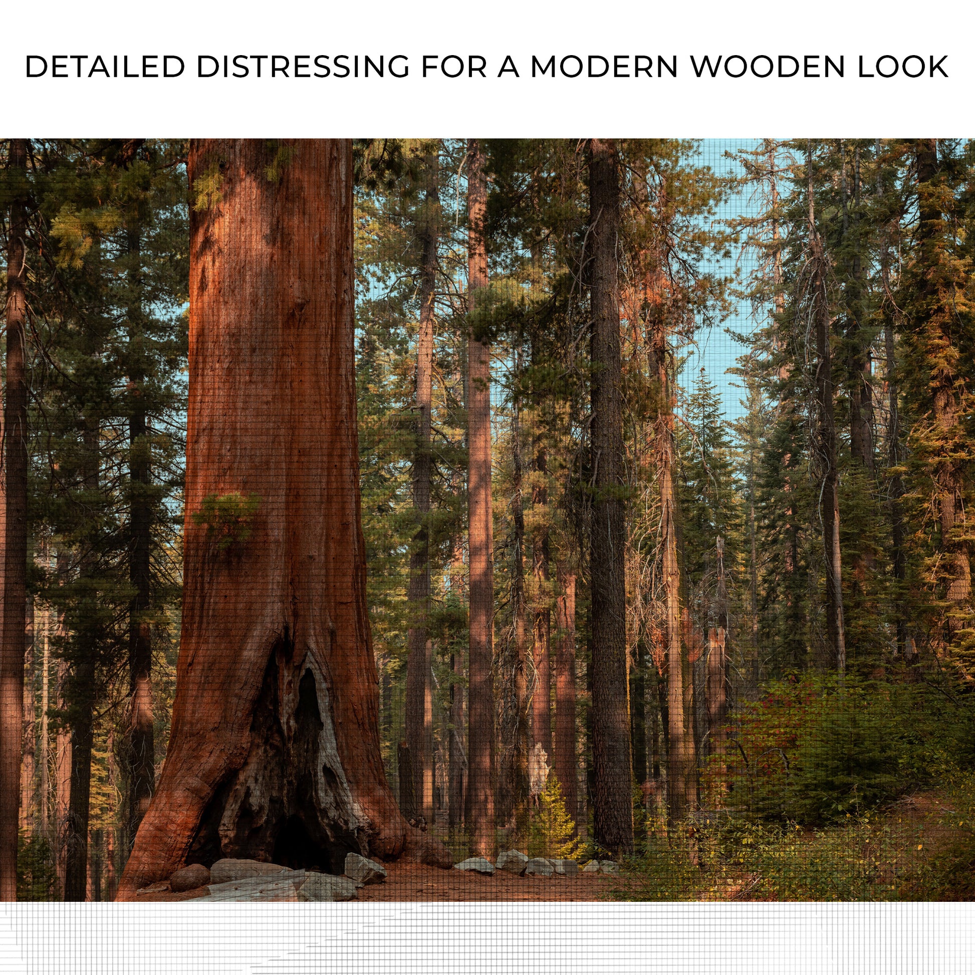 Sequoia Trees Canvas Wall Art Zoom - Image by Tailored Canvases