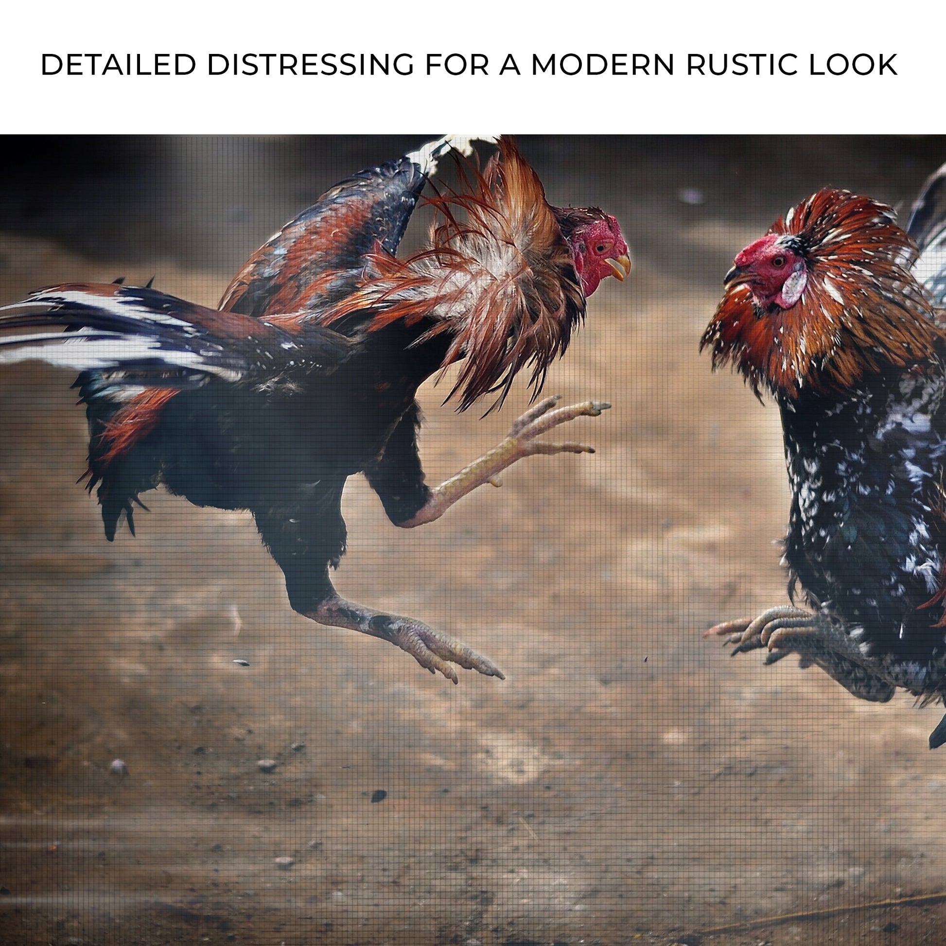 Cockfighting Canvas Wall Art Zoom - Image by Tailored Canvases