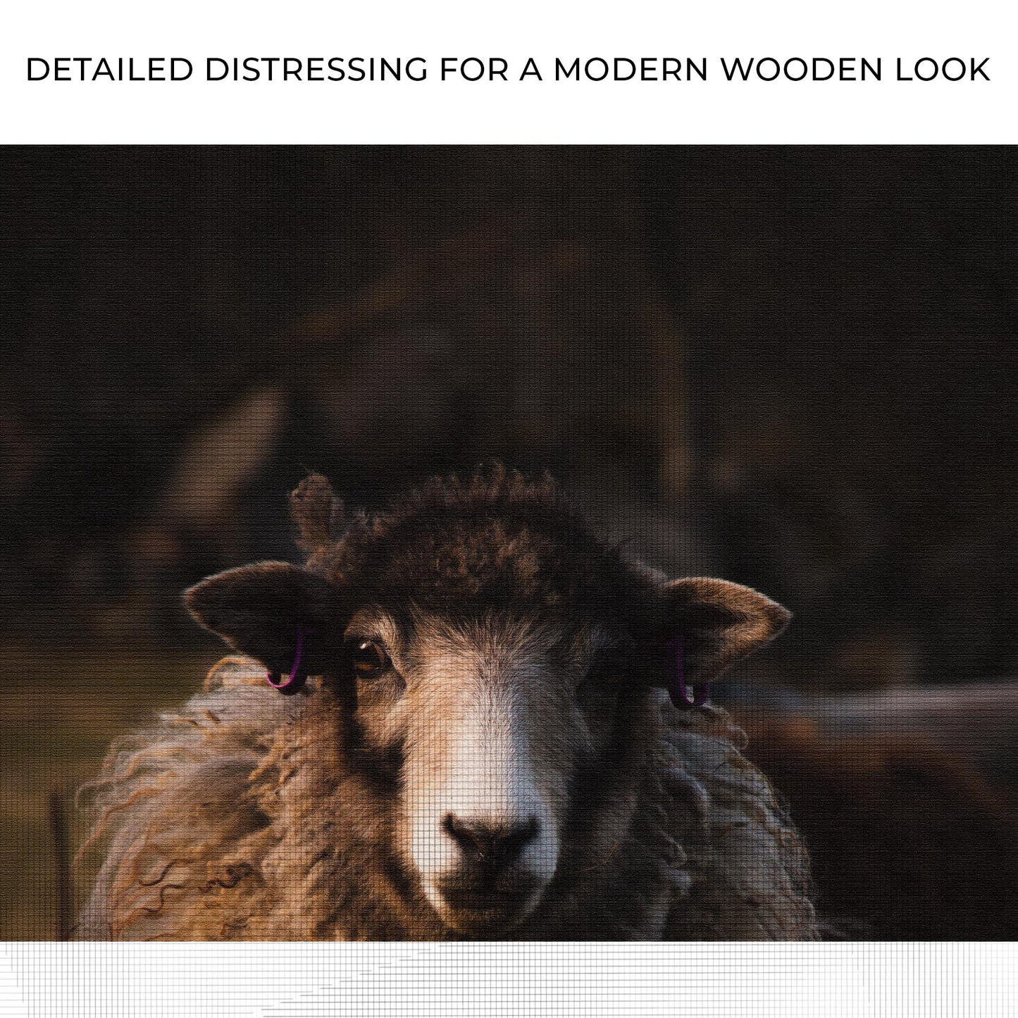 Sheep Stare Portrait Canvas Wall Art Zoom - Image by Tailored Canvases