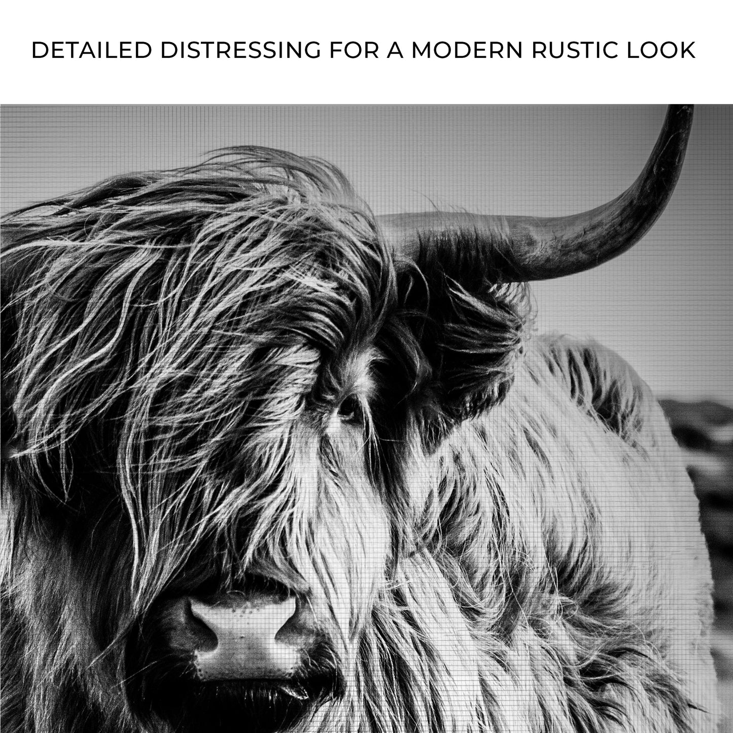 Black And White Highland Cow Portrait Canvas Wall Art Zoom - Image by Tailored Canvases