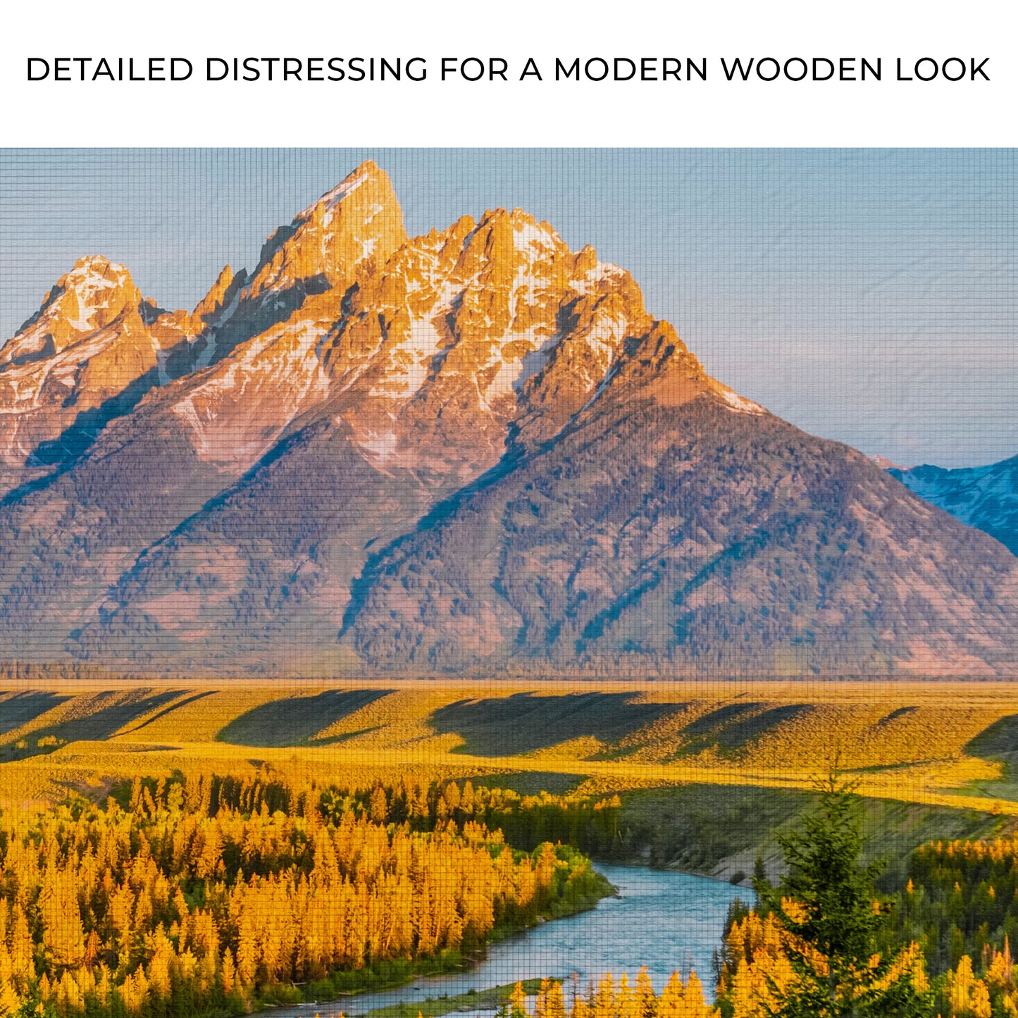 Grand Teton Aspen Trees Canvas Wall Art Zoom - Image by Tailored Canvases