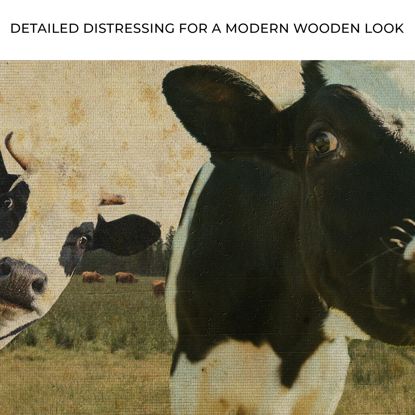 Rustic Curious Cows Canvas Wall Art Zoom - Image by Tailored Canvases