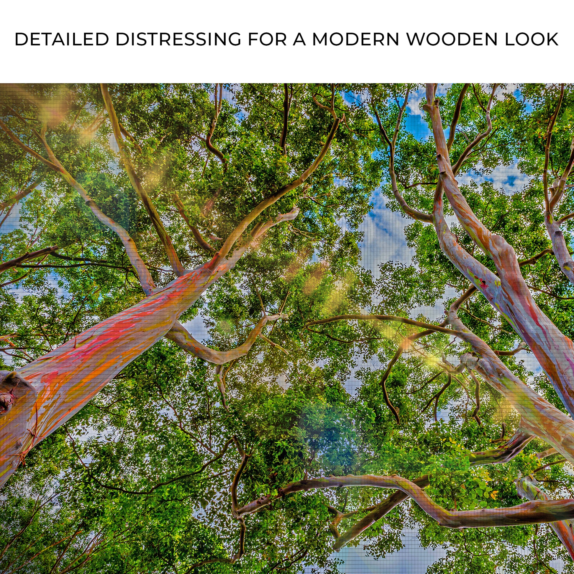 Rainbow Eucalyptus Tree Canvas Wall Art Zoom - Image by Tailored Canvases