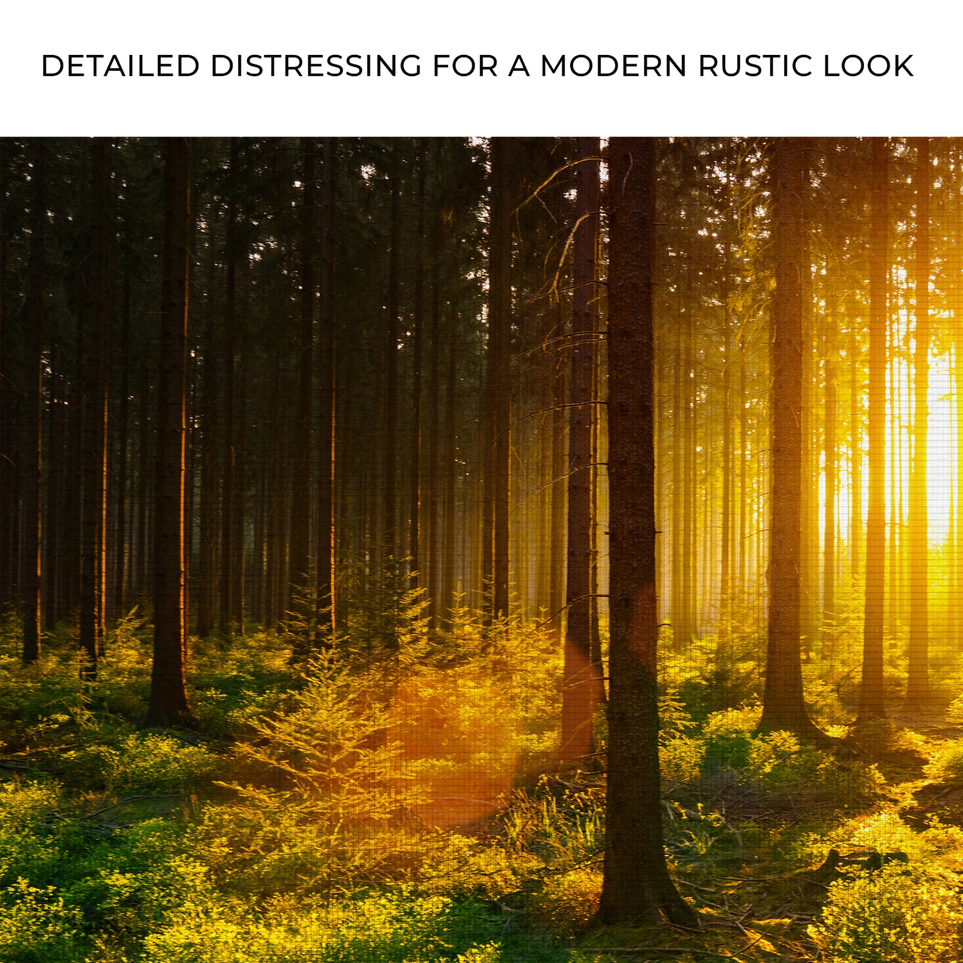 Silent Woods At Sunrise Canvas Wall Art Zoom - Image by Tailored Canvases