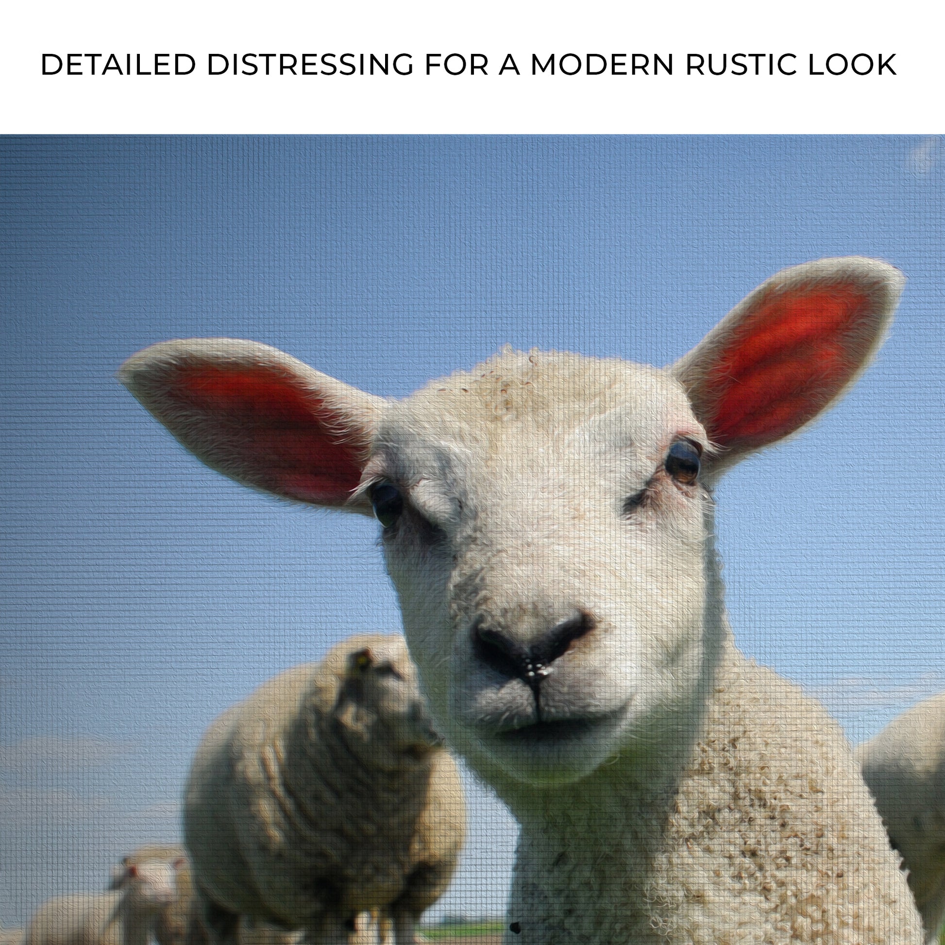 Curious Lamb Canvas Wall Art Zoom - Image by Tailored Canvases