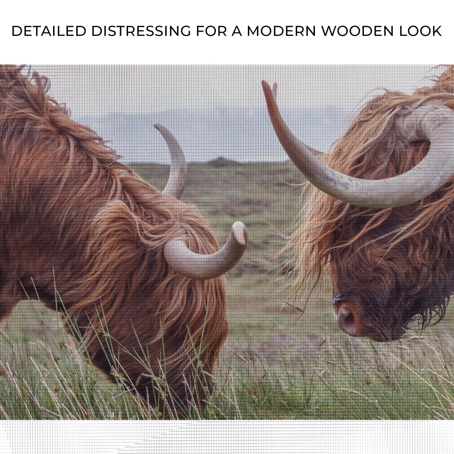 Farmhouse Highland Cow Canvas Wall Art Zoom - Image by Tailored Canvases