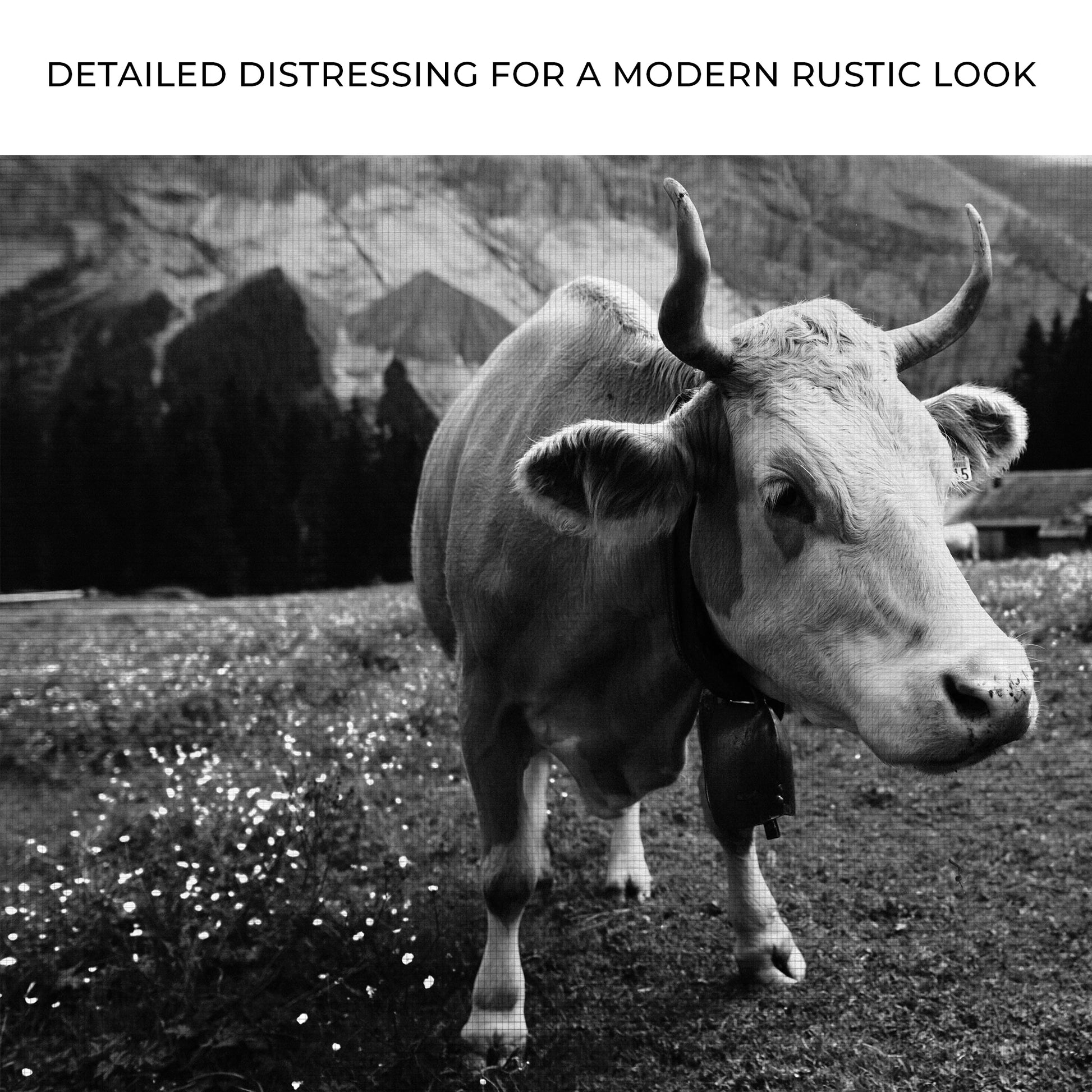 Monochrome Cattle Canvas Wall Art Zoom - Image by Tailored Canvases