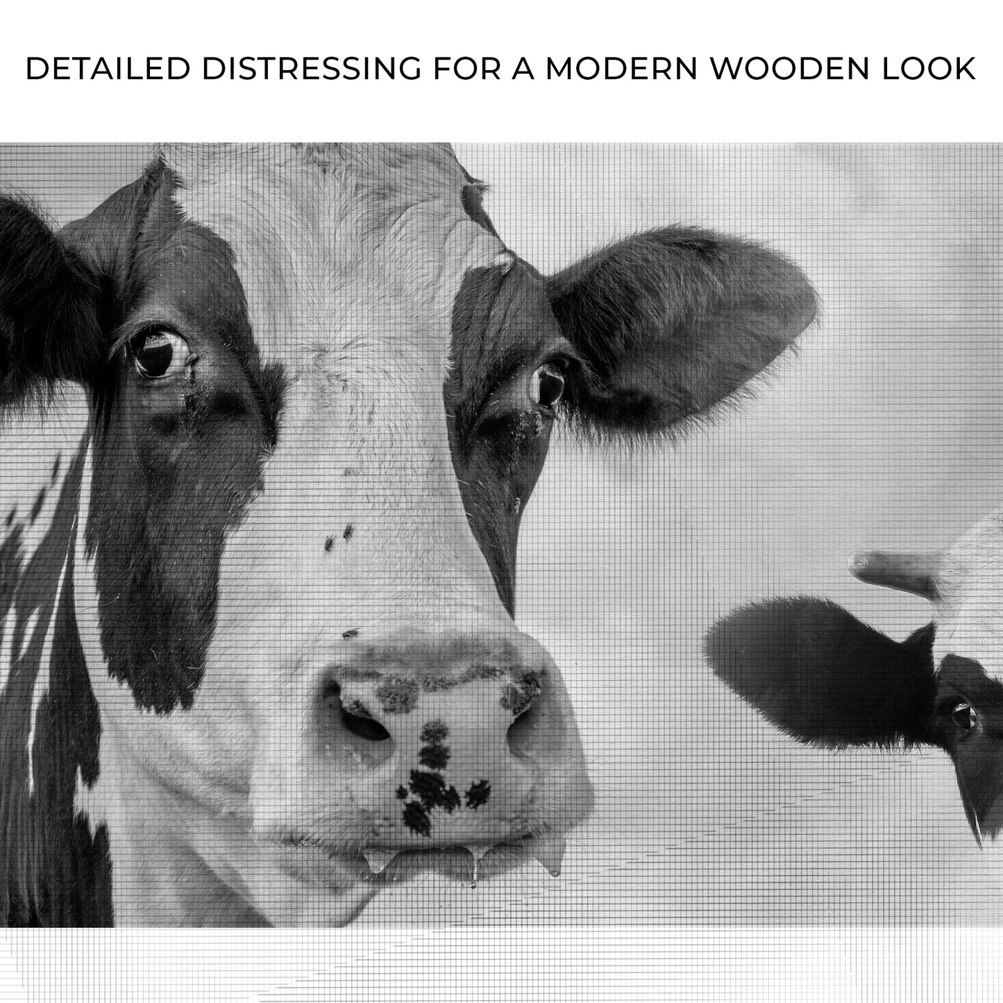 Monochrome Holstein Cows Canvas Wall Art Zoom - Image by Tailored Canvases