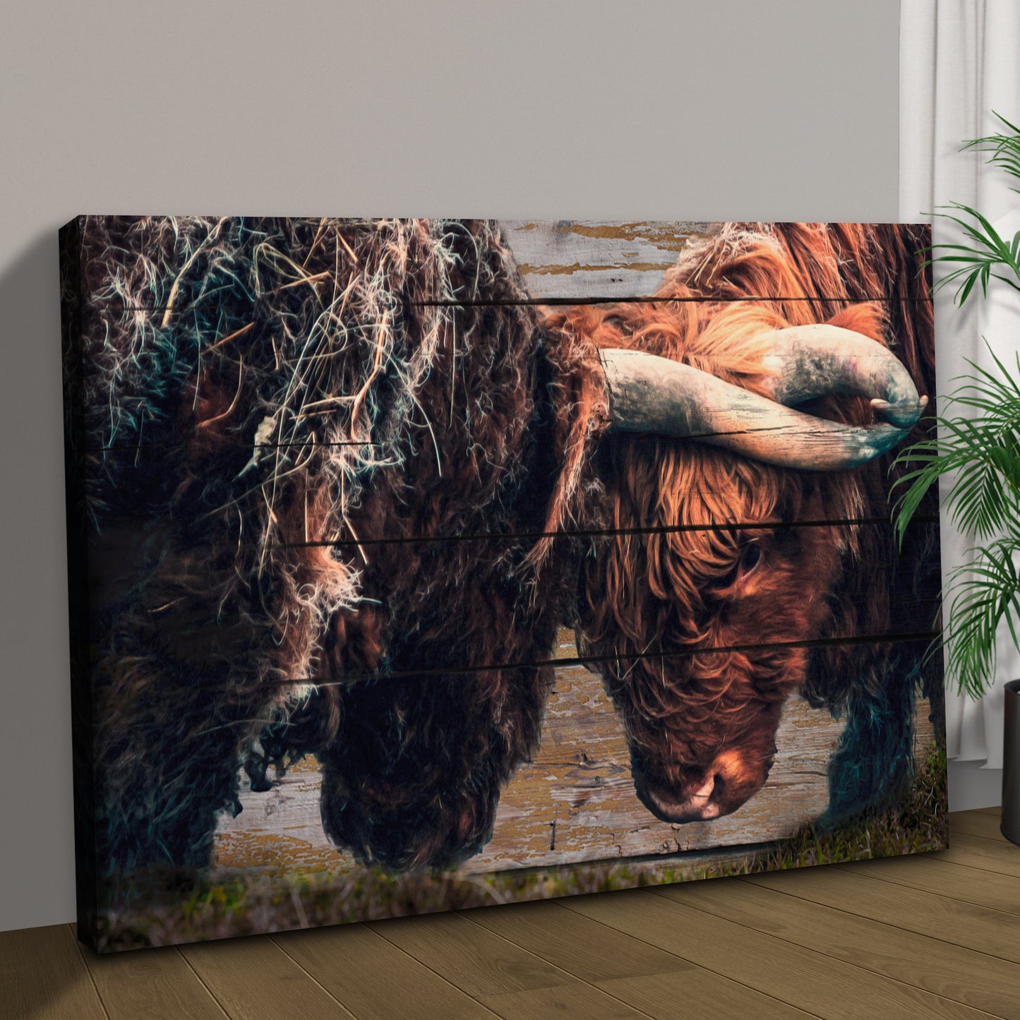 Highland Cow Sparring Canvas Wall Art Style 1 - Image by Tailored Canvases 