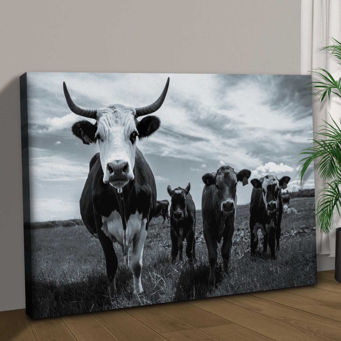 Grayscale Curious Cattle Cows Canvas Wall Art Style 1 - Image by Tailored Canvases