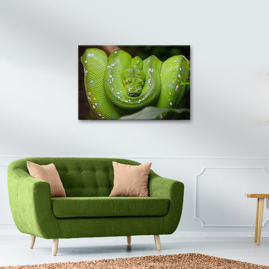 Reptile Snake Tree Python Canvas Wall Art - Image by Tailored Canvases