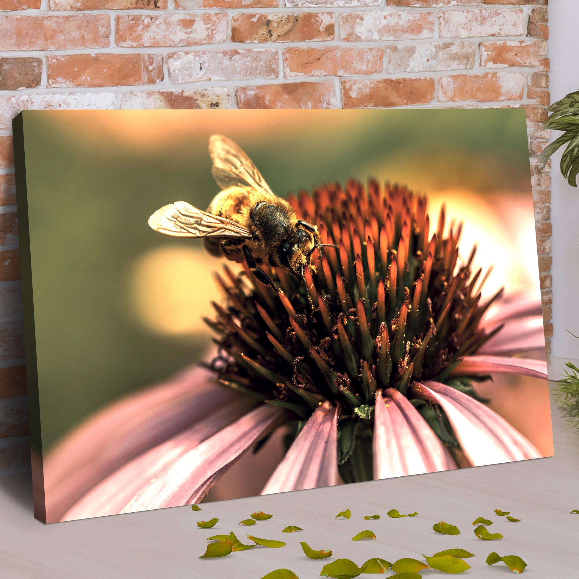 Bee On Coneflower Canvas Wall Art Style 1 - Image by Tailored Canvases