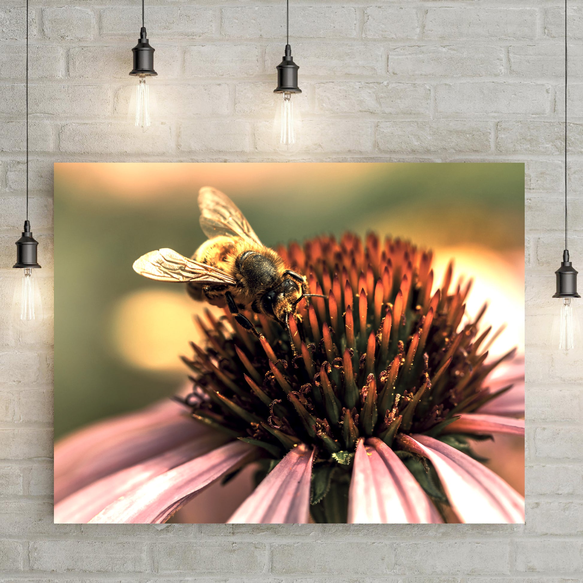 Bee On Coneflower Canvas Wall Art - Image by Tailored Canvases