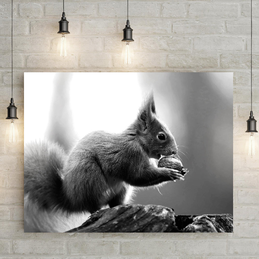 Animals Forest Squirrel Monochrome Canvas Wall Art by Tailored Canvases