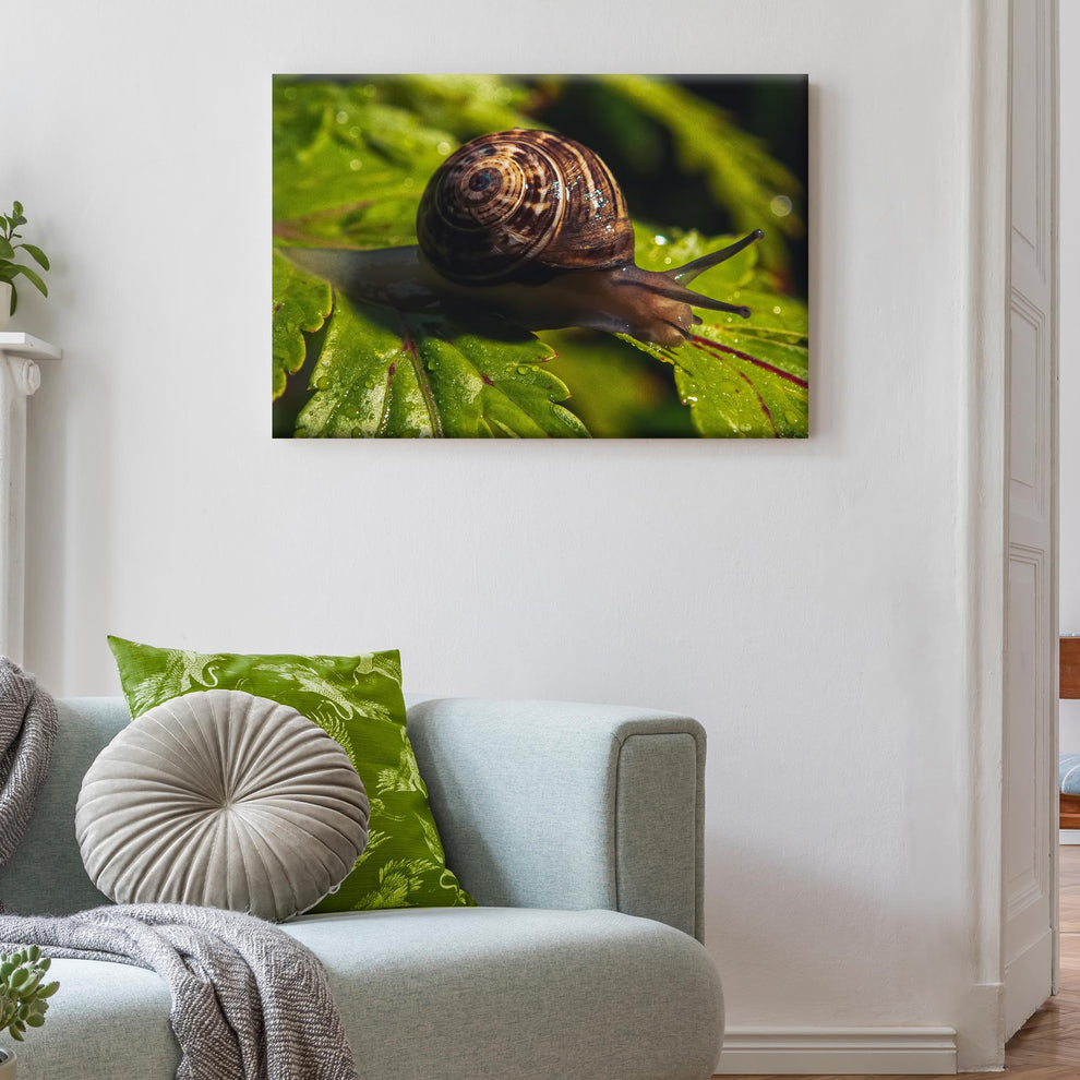 Insect Snail On Dewy Leaf Canvas Wall Art by Tailored Canvases