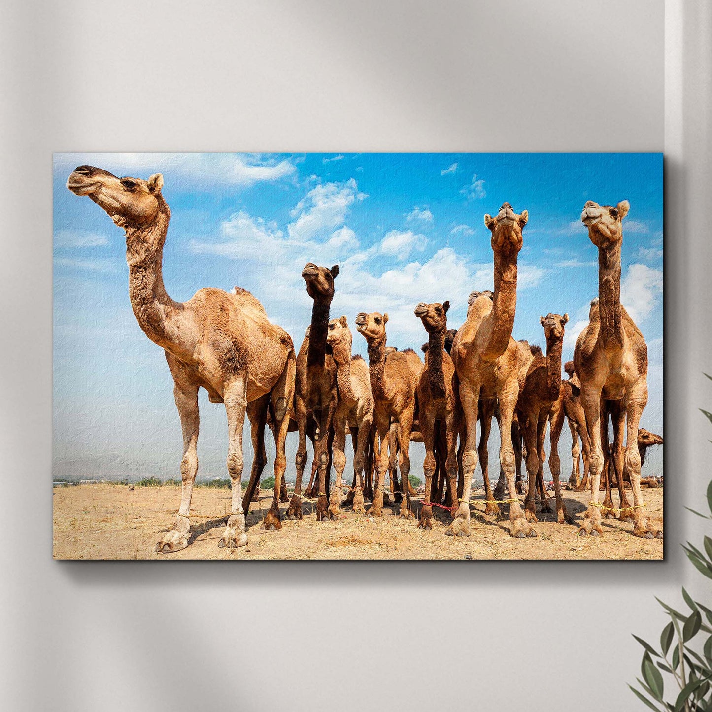 Tied Feet Camels Canvas Wall Art - Image by Tailored Canvases