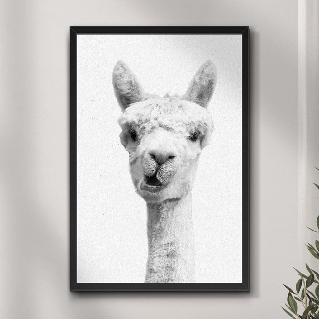 Black And White Alpaca Chewing Portrait Canvas Wall Art by Tailored Canvases